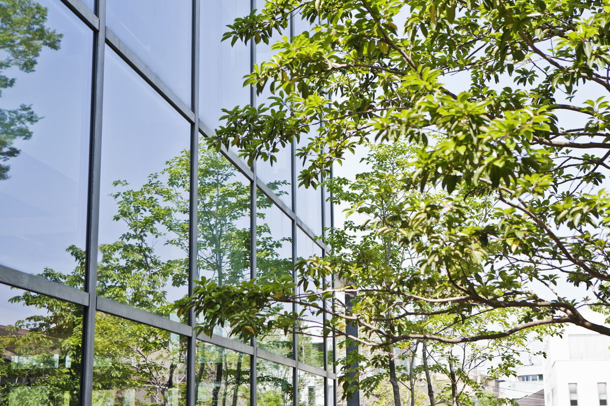 Eine verglaste Wand eines Bürogebäudes von Außen, in der sich der daneben stehende leuchtend grüne Baum sowie andere Bäume im Hintergrund spiegeln